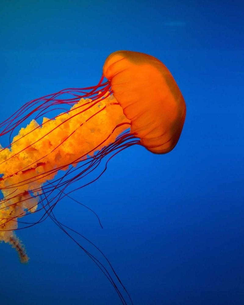 Amna Ali, HR Consultant